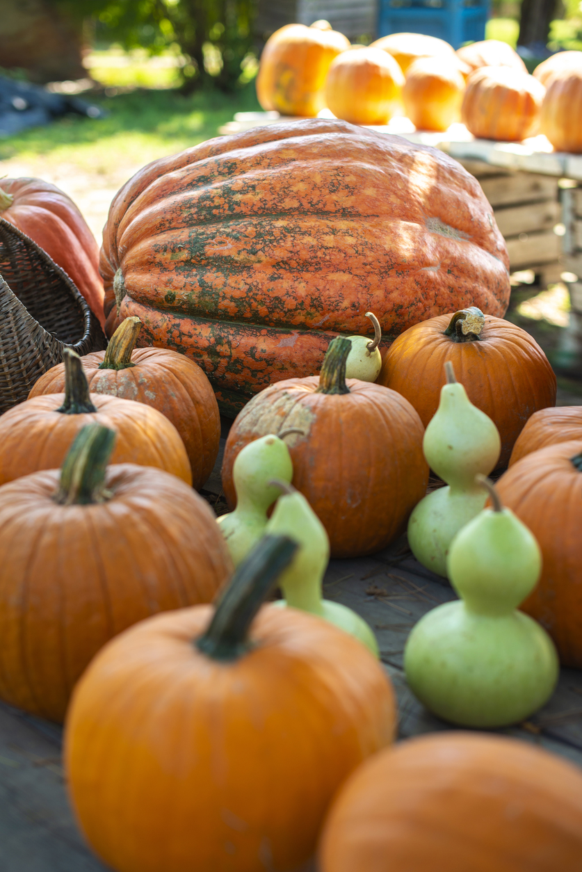 Plumbing Problems You Could Face This Fall