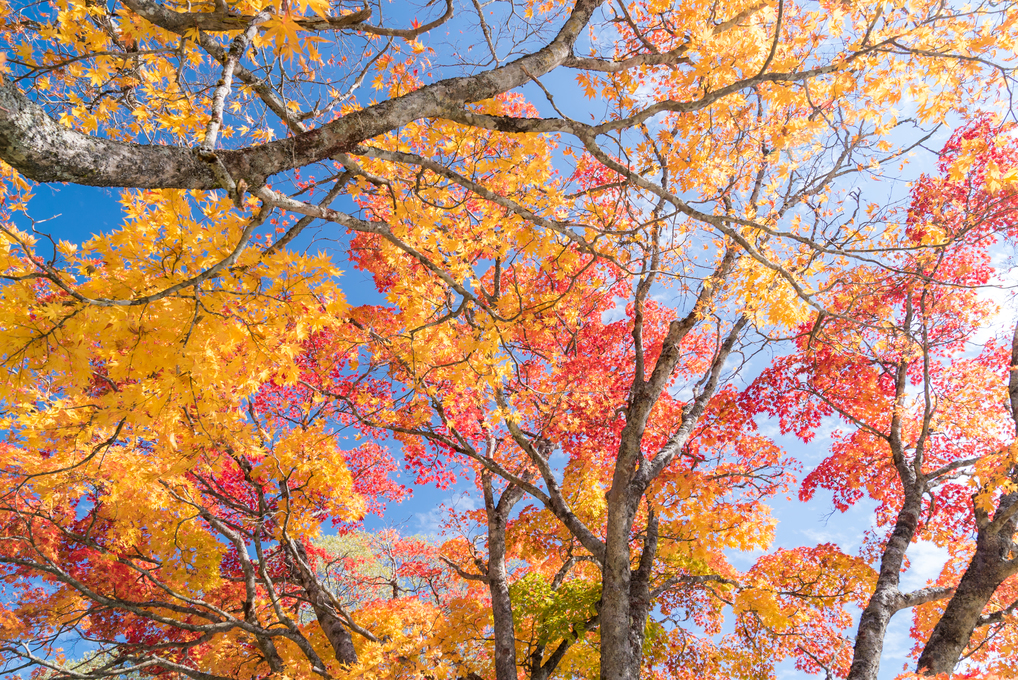 Tips to Prepare your HVAC for Fall